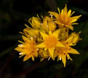 Ivesia gordonii 20-0044